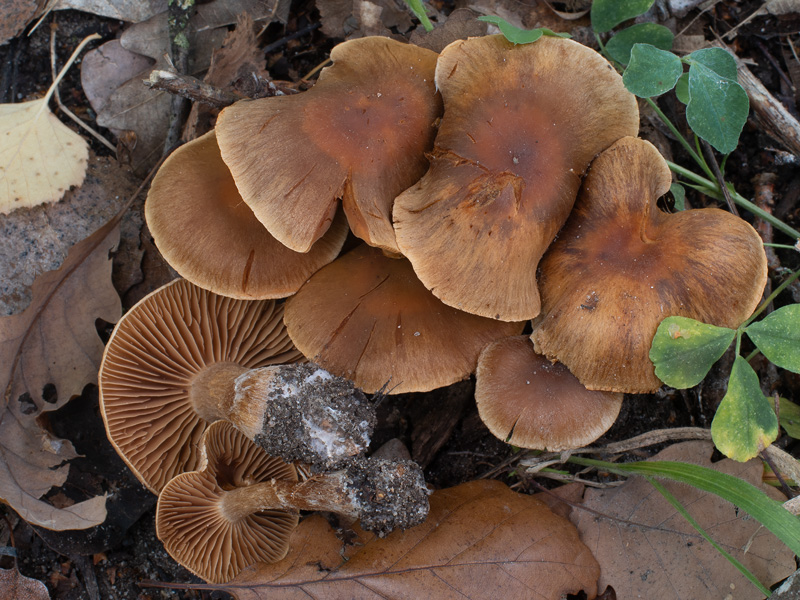 Cortinarius epipurrus Cortinarius epipurrus
